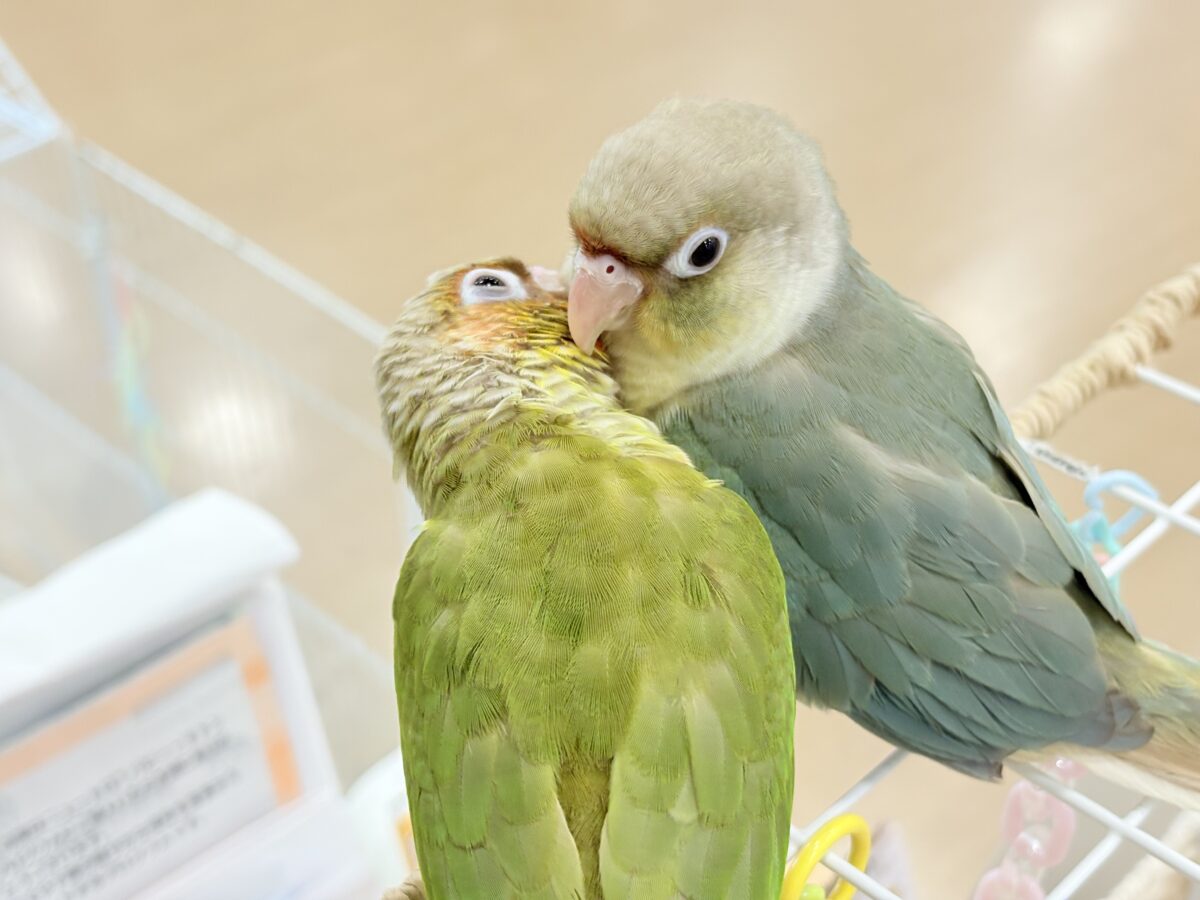 【最新画像更新🪄もうすぐひとり餌☆】おめめくりくり☆ふんわりカラー🫧ウロコインコ(ブルーパイナップル) ヒナ ホオミドリウロコインコ
