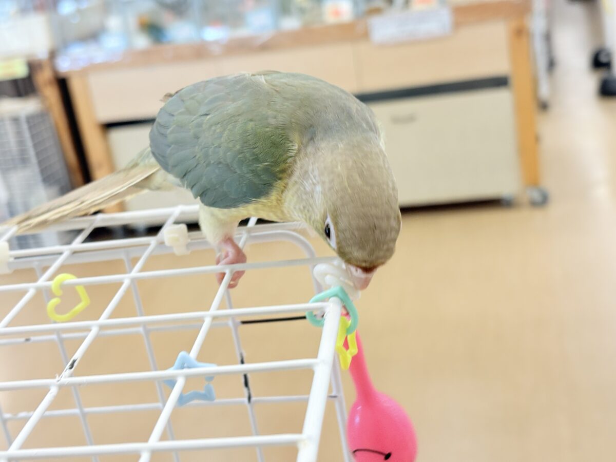 【最新画像更新🪄もうすぐひとり餌☆】おめめくりくり☆ふんわりカラー🫧ウロコインコ(ブルーパイナップル) ヒナ ホオミドリウロコインコ