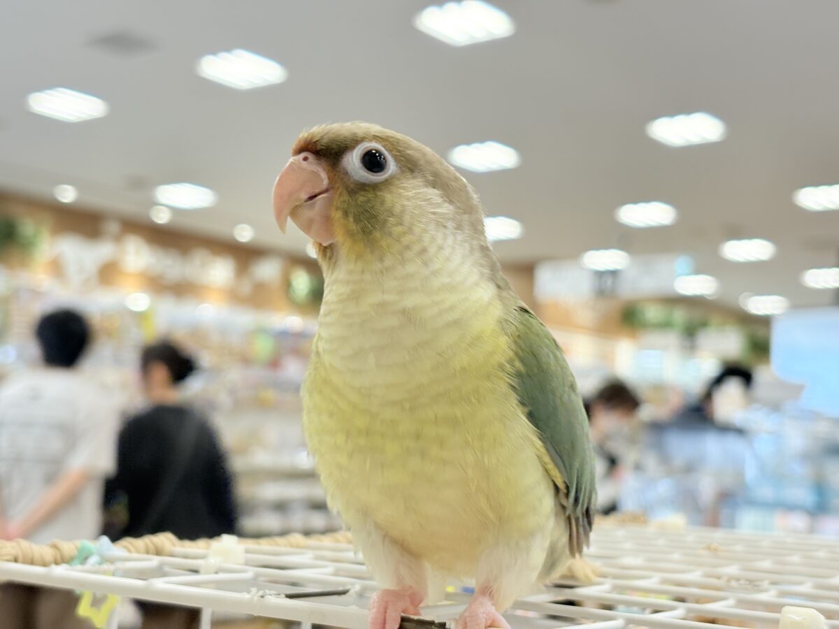 【最新画像更新🪄もうすぐひとり餌☆】おめめくりくり☆ふんわりカラー🫧ウロコインコ(ブルーパイナップル) ヒナ ホオミドリウロコインコ