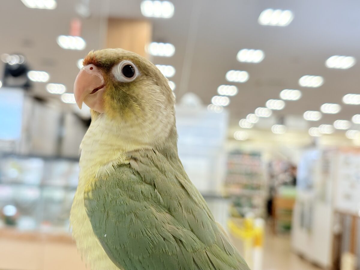 【最新画像更新🪄もうすぐひとり餌☆】おめめくりくり☆ふんわりカラー🫧ウロコインコ(ブルーパイナップル) ヒナ ホオミドリウロコインコ