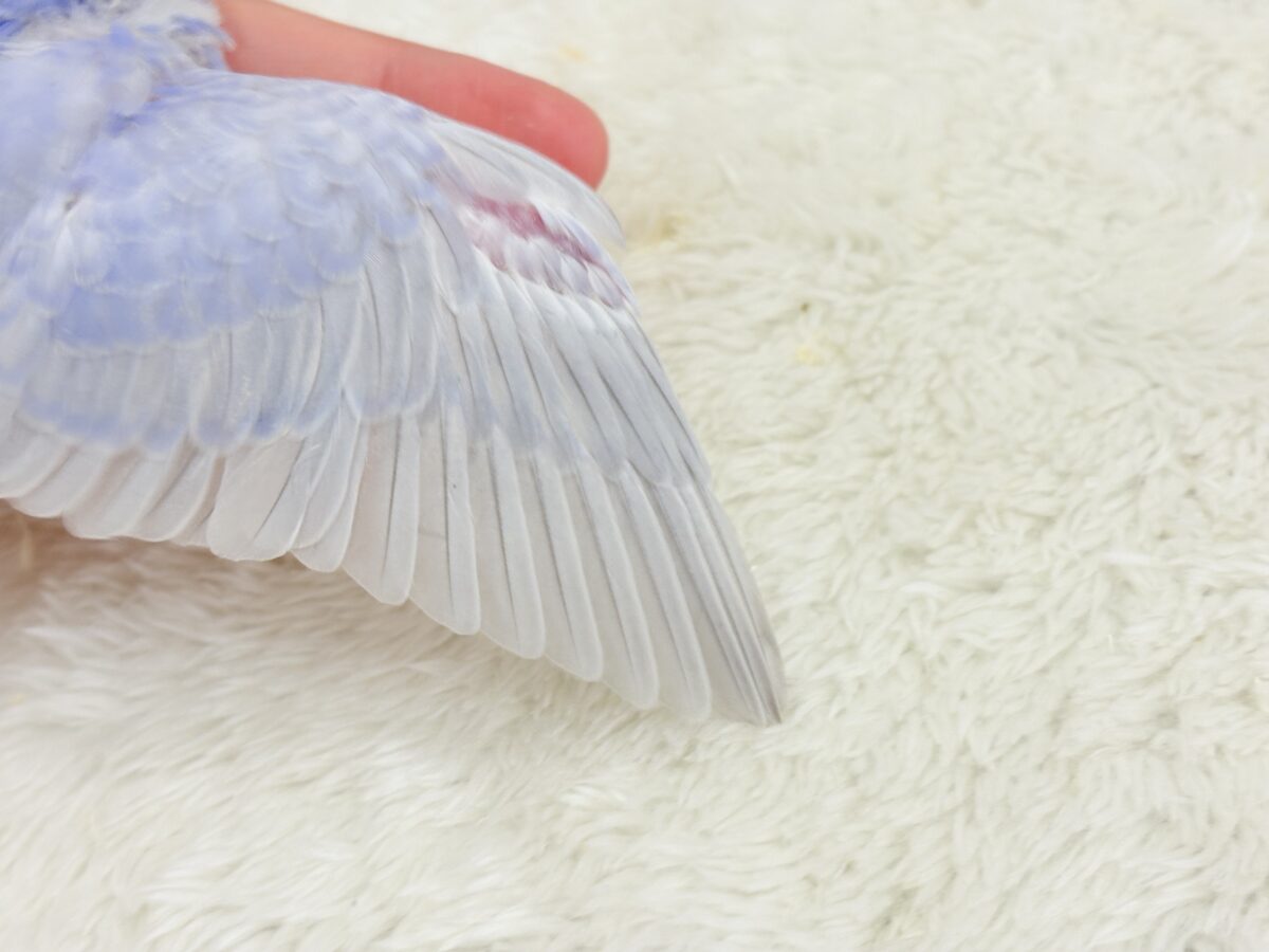 【最新画像更新🪄】目が合ったらイチコロです🐣セキセイインコ(スパングル) ヒナ セキセイインコ