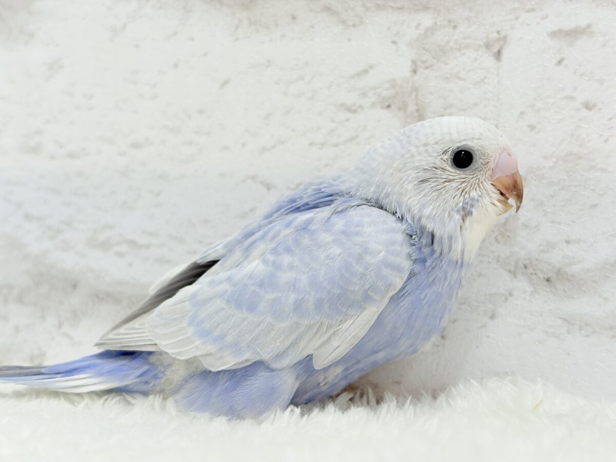 【最新画像更新🪄】目が合ったらイチコロです🐣セキセイインコ(スパングル) ヒナ セキセイインコ