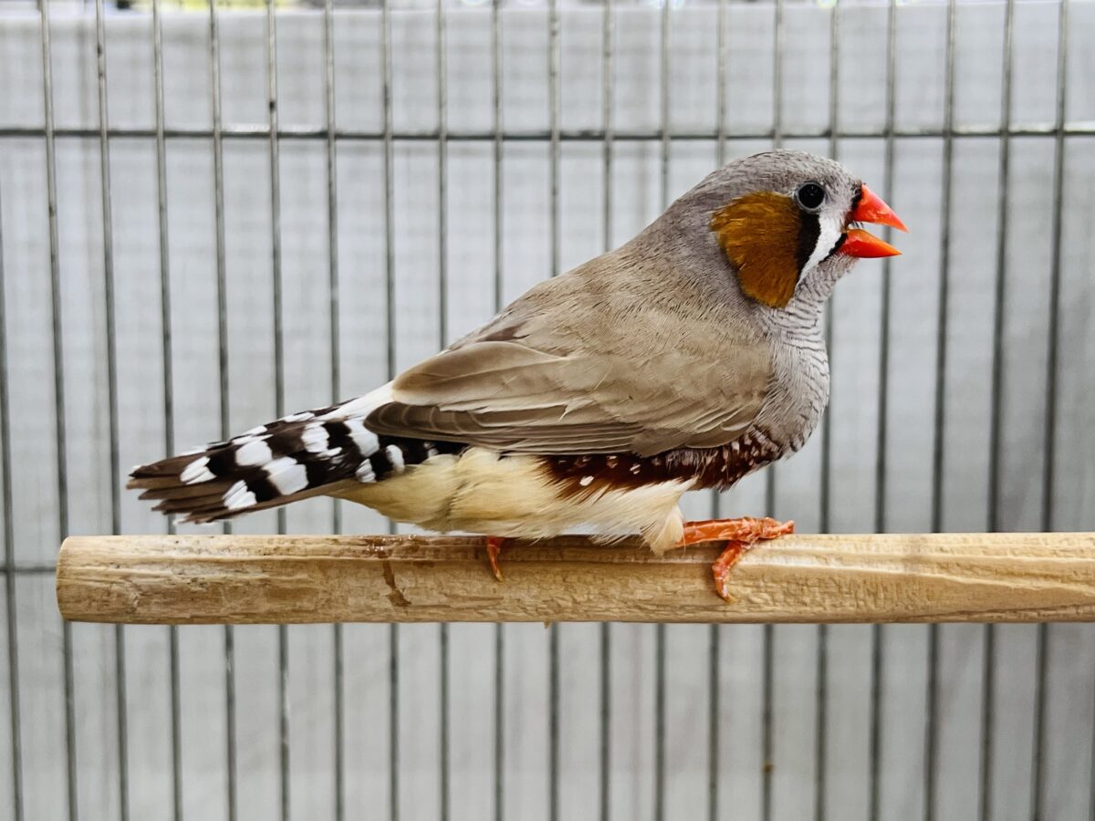新婚夫婦♡?フォーンカラーのキンカチョウ🧡 錦花鳥(キンカチョウ)