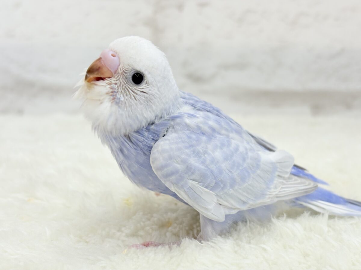 【最新画像更新🪄】目が合ったらイチコロです🐣セキセイインコ(スパングル) ヒナ セキセイインコ