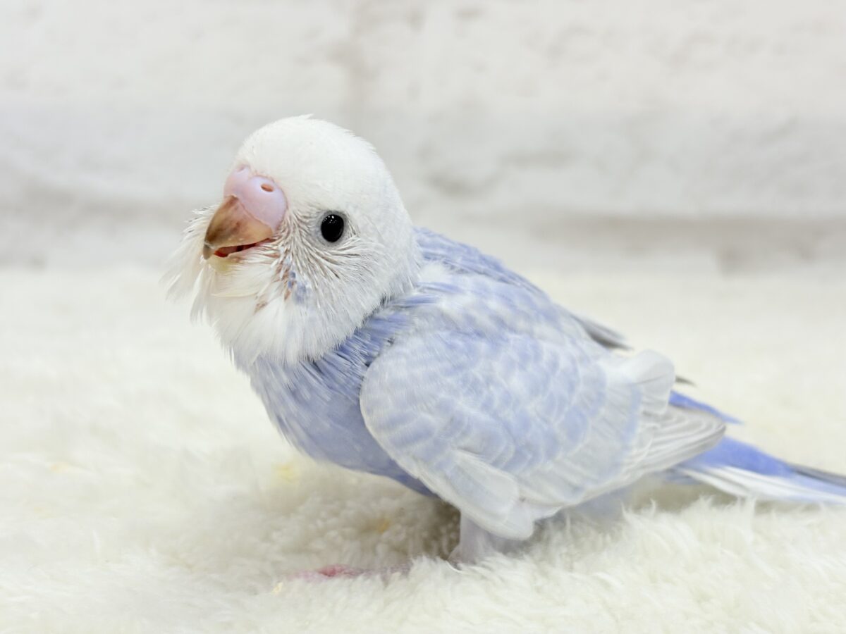 【最新画像更新🪄】目が合ったらイチコロです🐣セキセイインコ(スパングル) ヒナ セキセイインコ