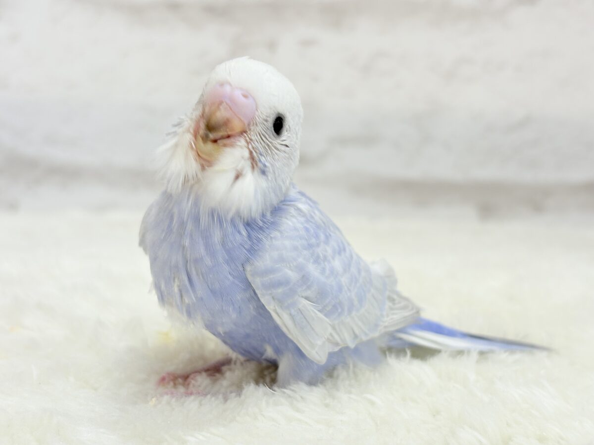 【最新画像更新🪄】目が合ったらイチコロです🐣セキセイインコ(スパングル) ヒナ セキセイインコ