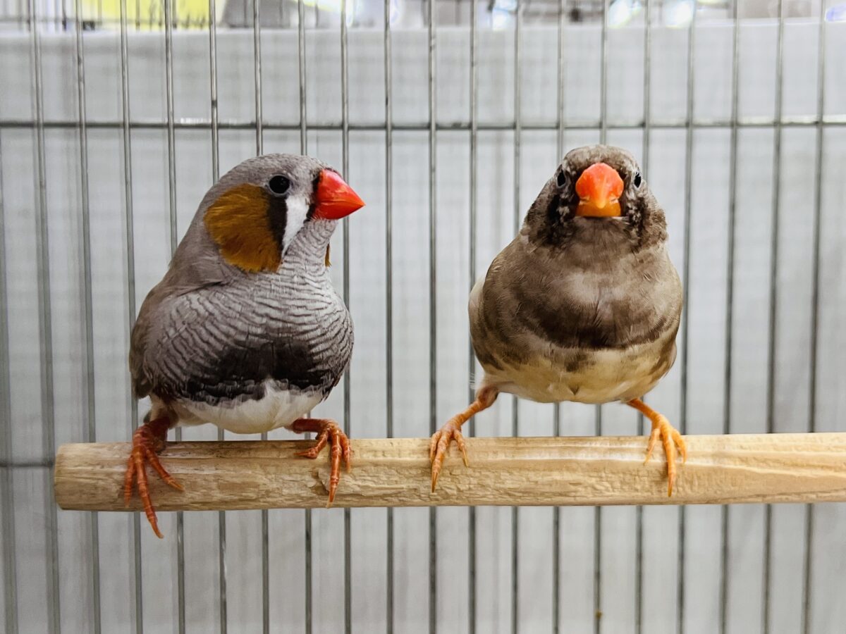 錦花鳥（キンカチョウ）
