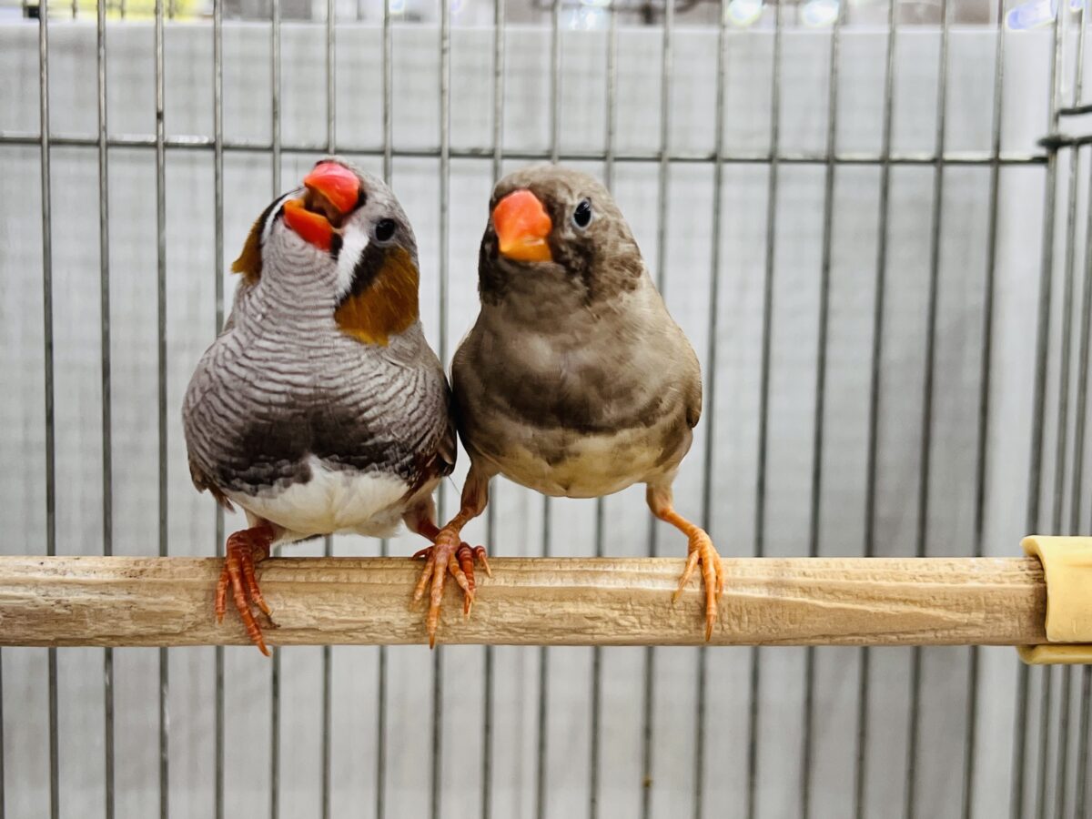 新婚夫婦♡?フォーンカラーのキンカチョウ🧡 錦花鳥(キンカチョウ)