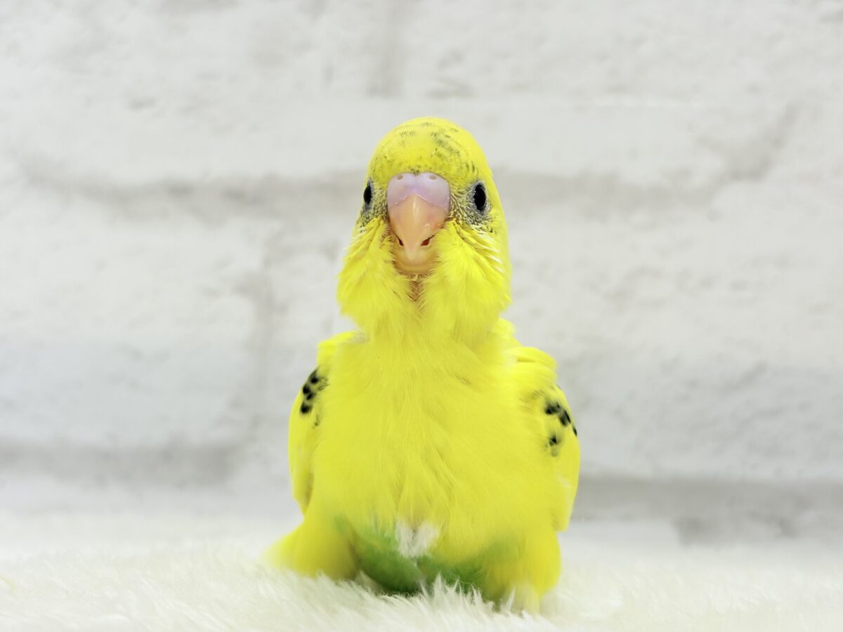 セキセイインコ