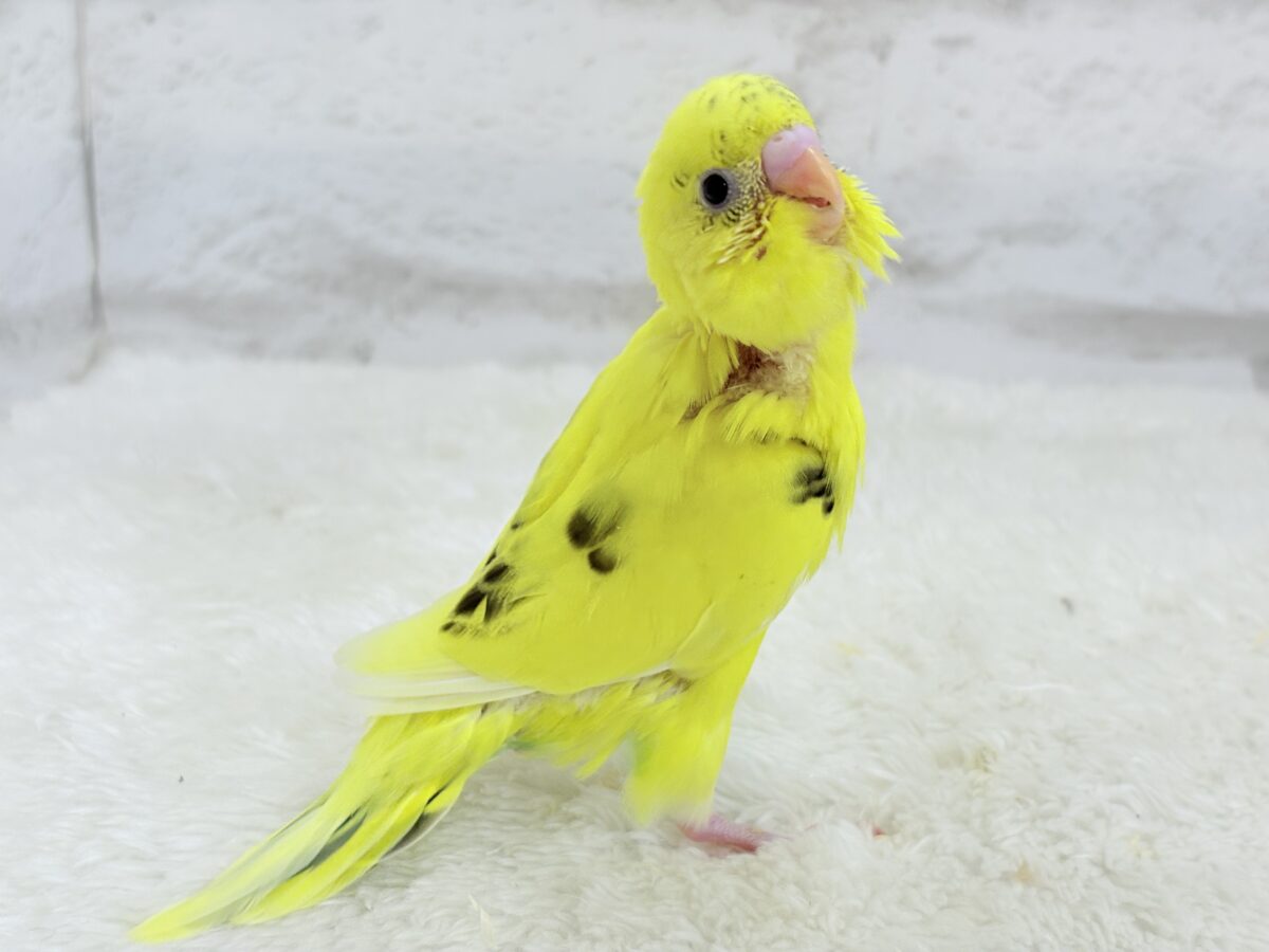 【最新画像更新🪄】のりたまちゃんとピクニック🌷🐥セキセイインコ(黄色ハルクイン) ヒナ セキセイインコ