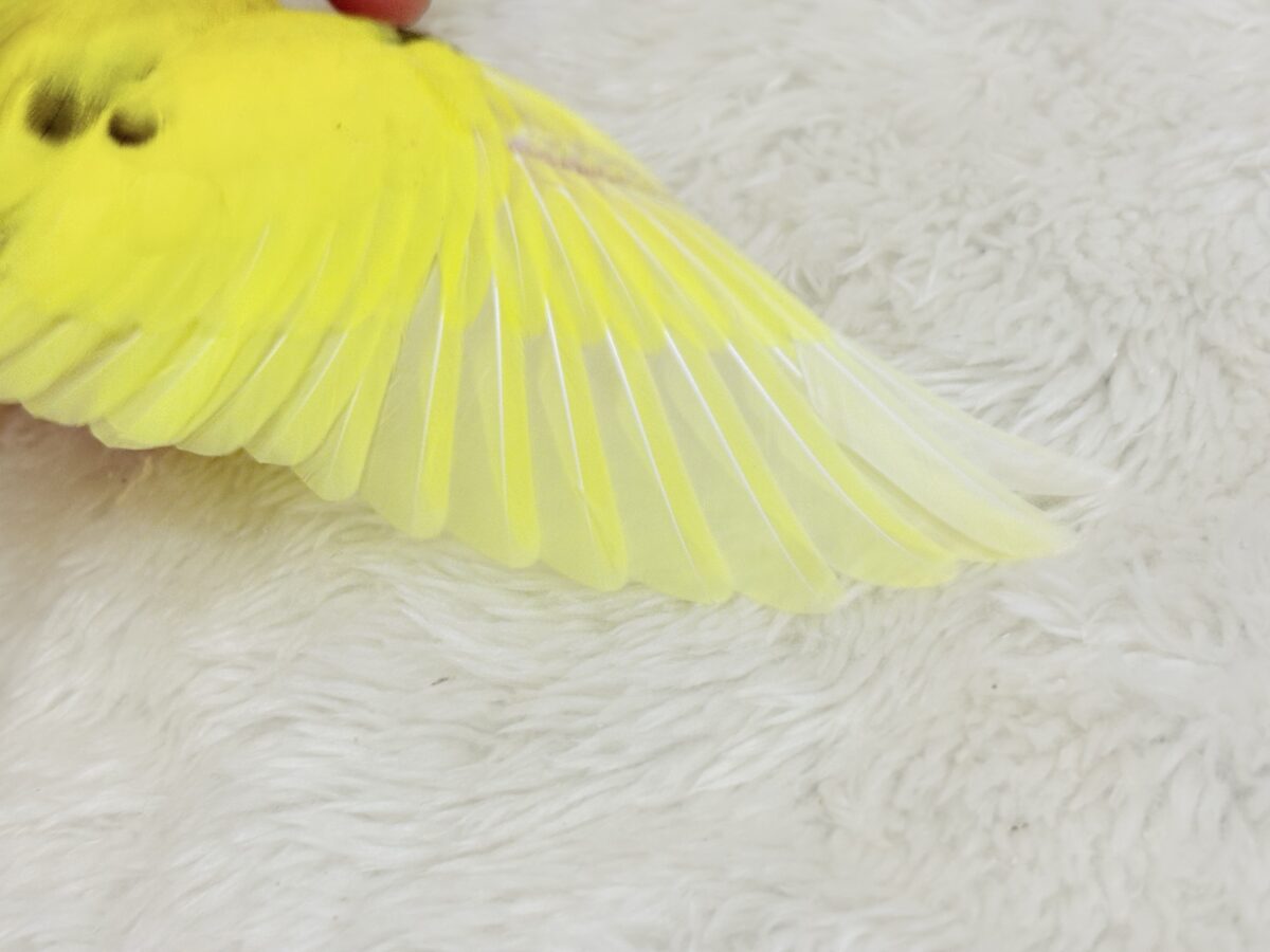【最新画像更新🪄】のりたまちゃんとピクニック🌷🐥セキセイインコ(黄色ハルクイン) ヒナ セキセイインコ