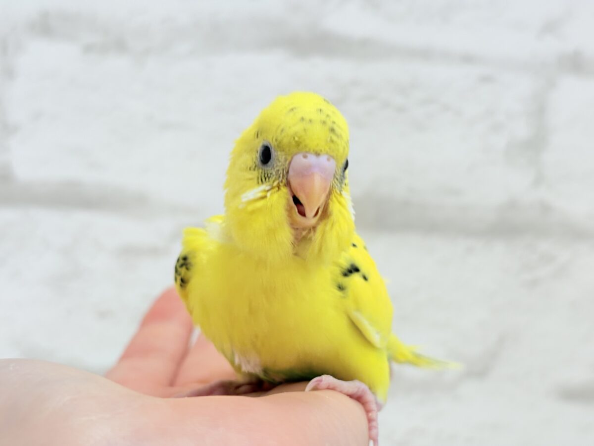 セキセイインコ