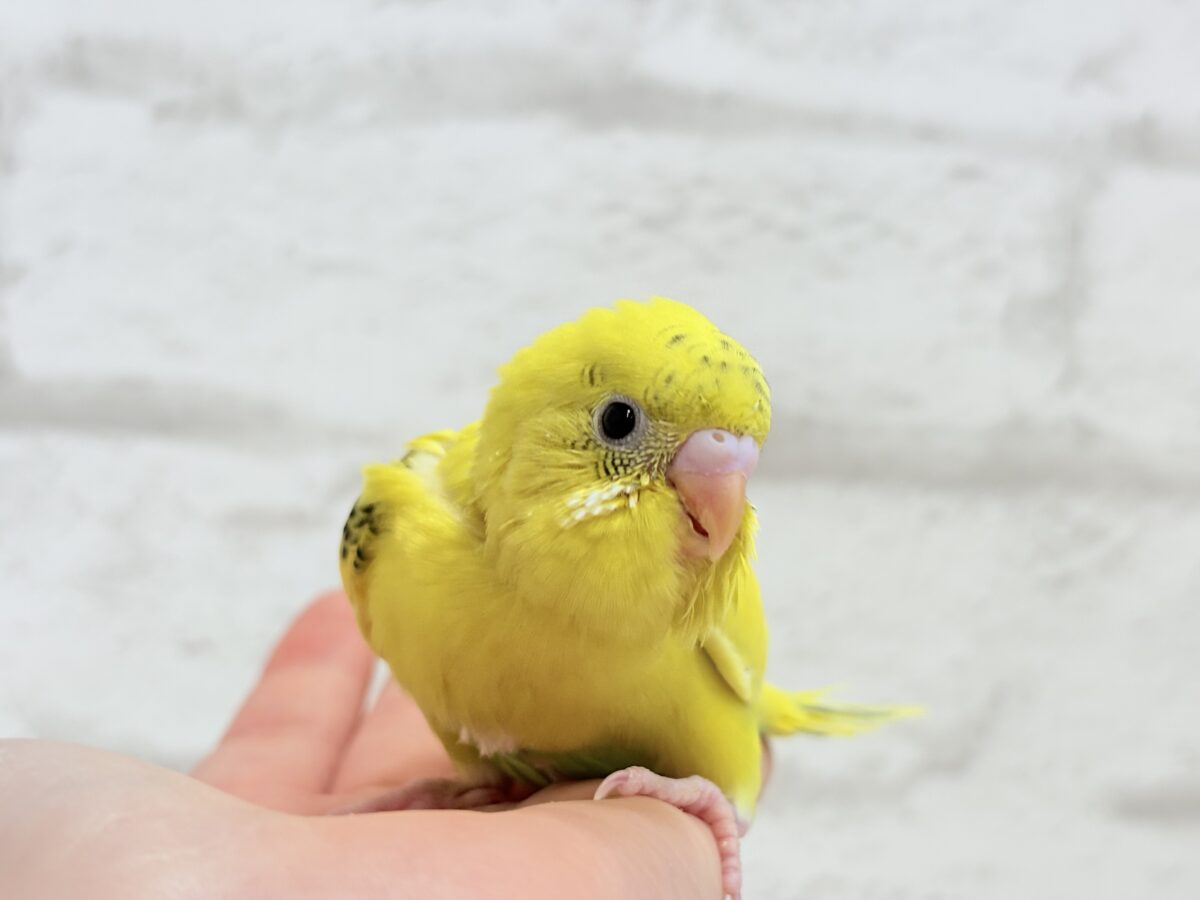 【最新画像更新🪄】のりたまちゃんとピクニック🌷🐥セキセイインコ(黄色ハルクイン) ヒナ セキセイインコ