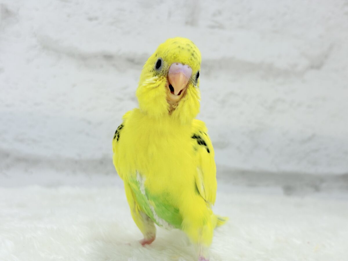 【最新画像更新🪄】のりたまちゃんとピクニック🌷🐥セキセイインコ(黄色ハルクイン) ヒナ セキセイインコ