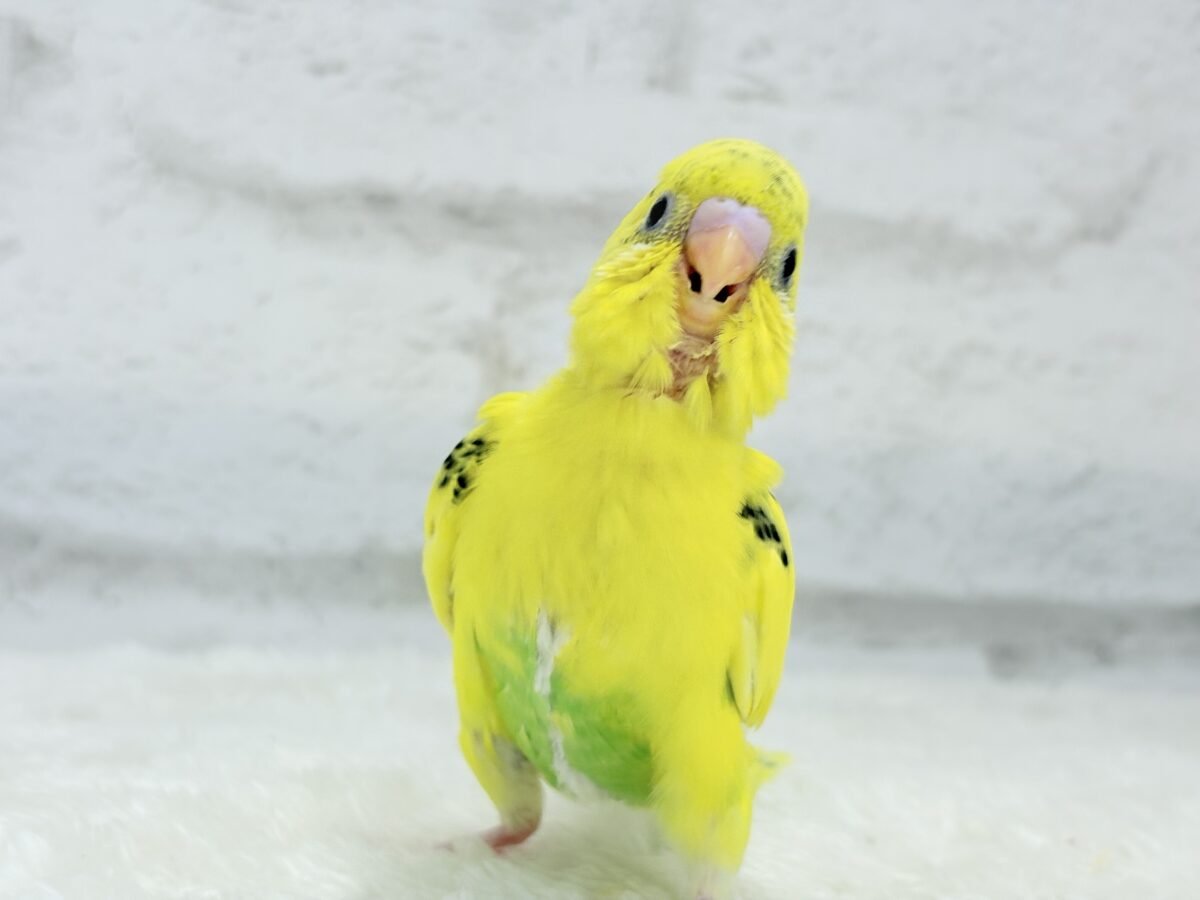 【最新画像更新🪄】のりたまちゃんとピクニック🌷🐥セキセイインコ(黄色ハルクイン) ヒナ セキセイインコ
