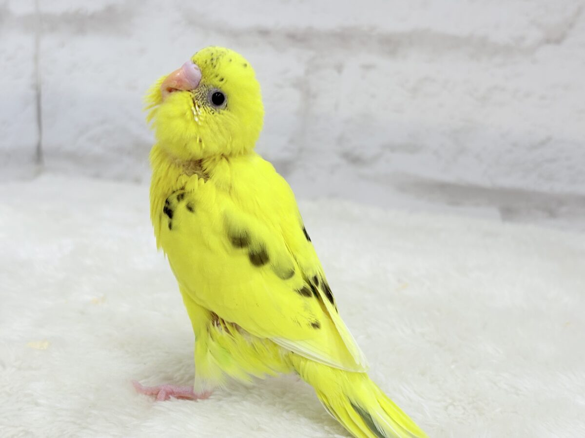 セキセイインコ