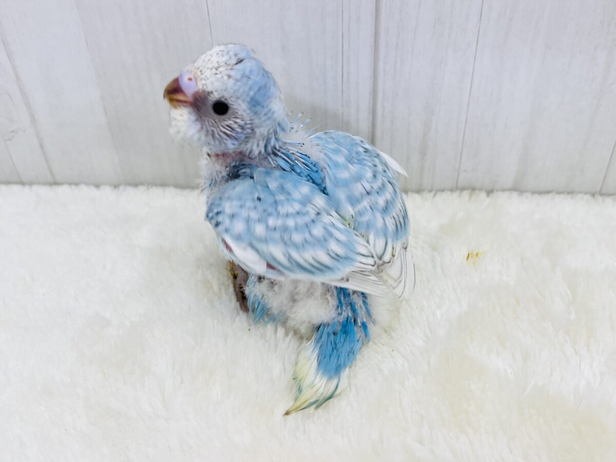 水色ギンガムチェック🩵さわやか夏カラー✨セキセイインコのブルースパングル🌟 セキセイインコ
