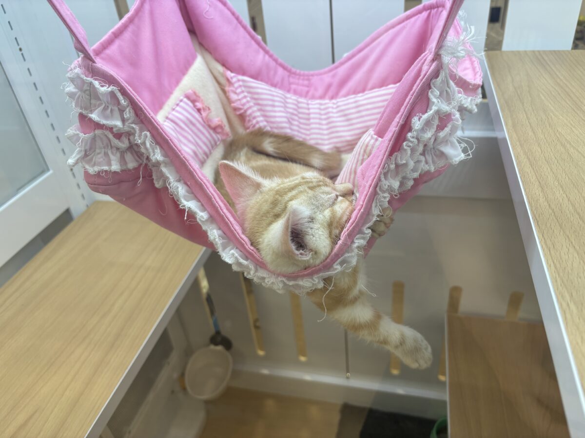 アメリカンショートヘア