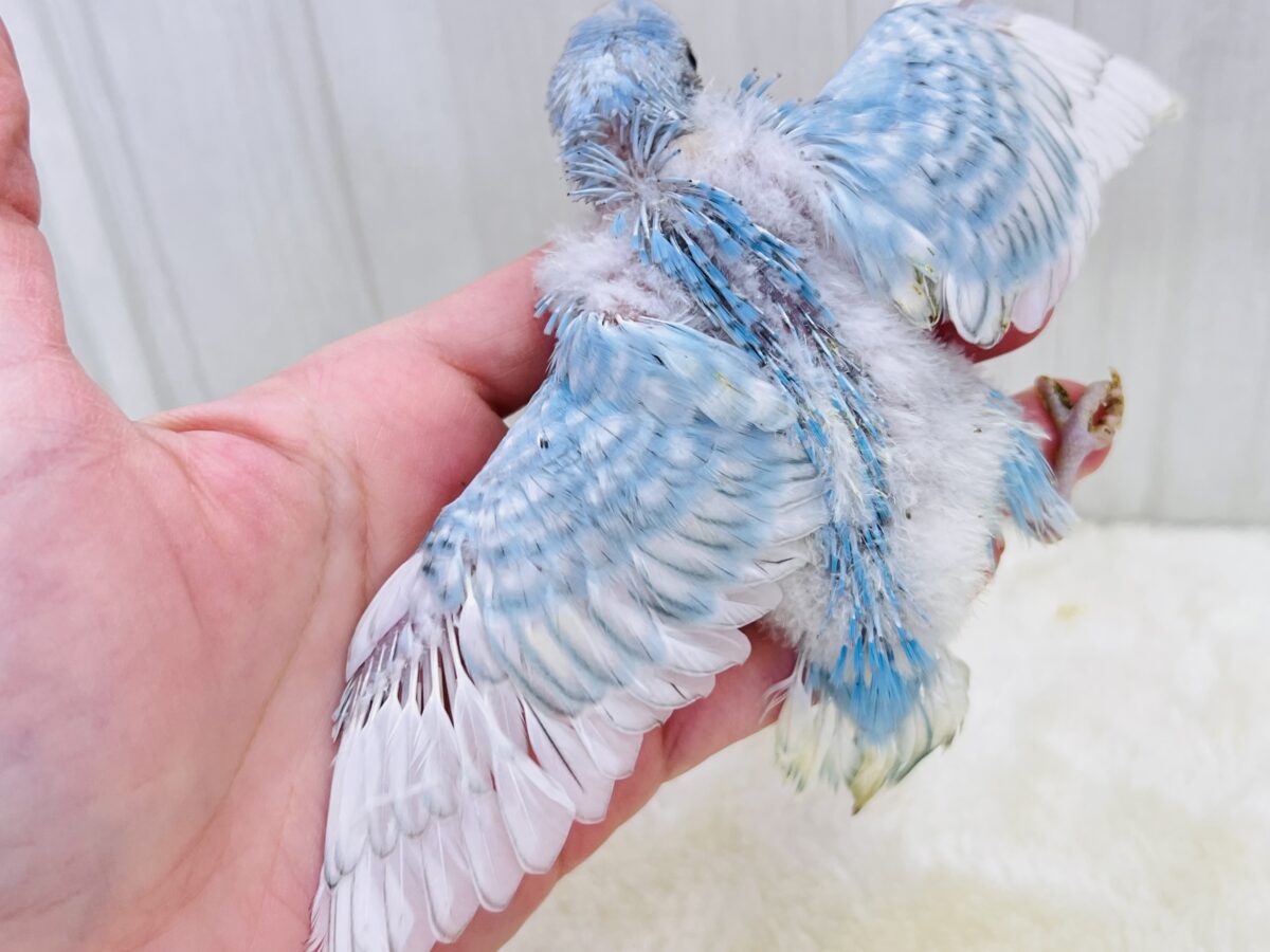 水色ギンガムチェック🩵さわやか夏カラー✨セキセイインコのブルースパングル🌟 セキセイインコ