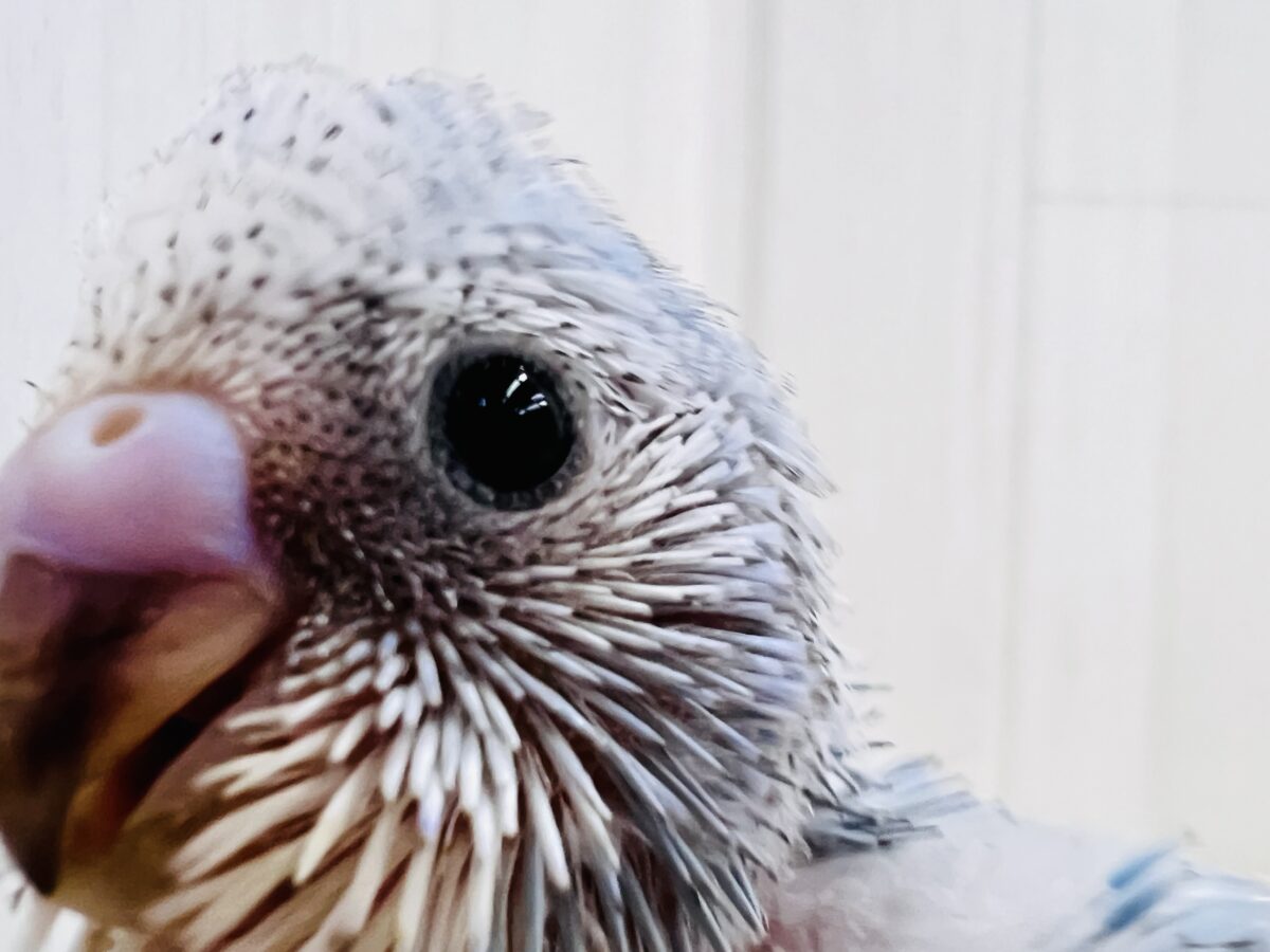 水色ギンガムチェック🩵さわやか夏カラー✨セキセイインコのブルースパングル🌟 セキセイインコ