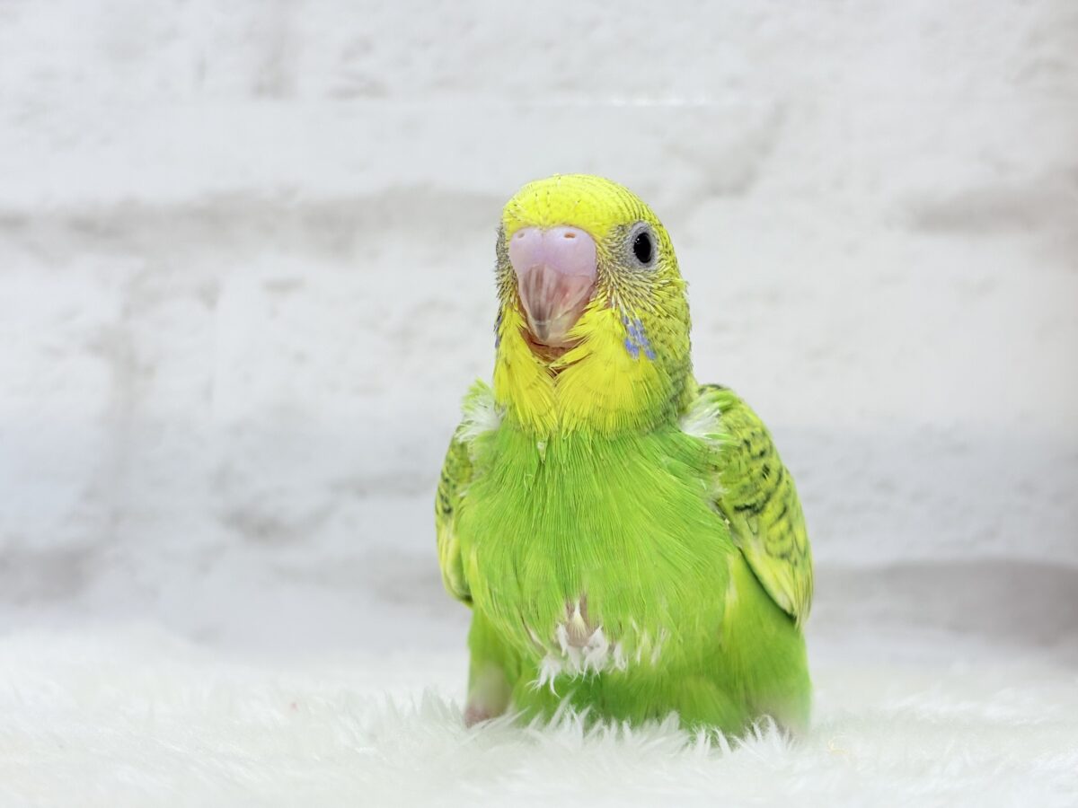 【最新画像更新🪄】新緑カラー🌿💚セキセイインコ(スパングル) ヒナ セキセイインコ