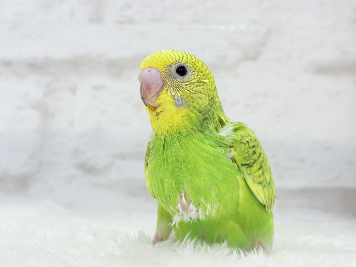 【最新画像更新🪄】新緑カラー🌿💚セキセイインコ(スパングル) ヒナ セキセイインコ