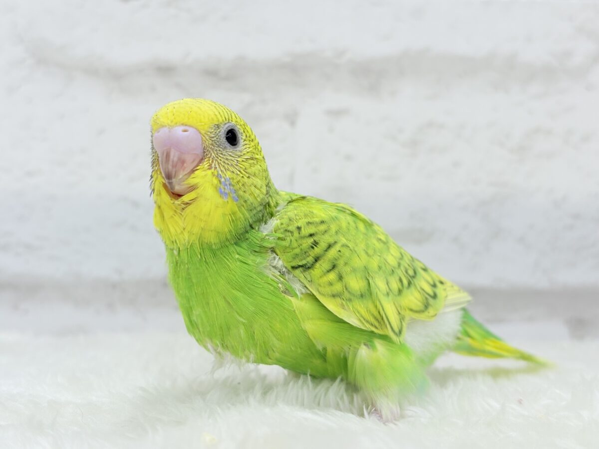 【最新画像更新🪄】新緑カラー🌿💚セキセイインコ(スパングル) ヒナ セキセイインコ