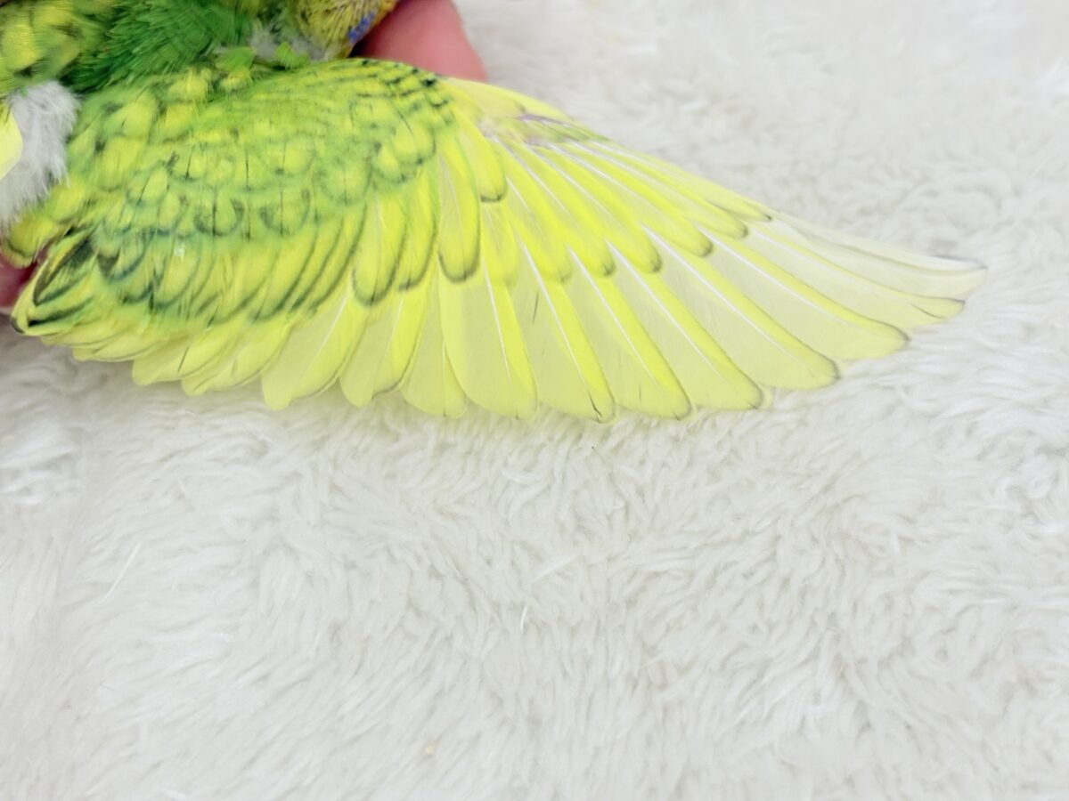 【最新画像更新🪄】新緑カラー🌿💚セキセイインコ(スパングル) ヒナ セキセイインコ