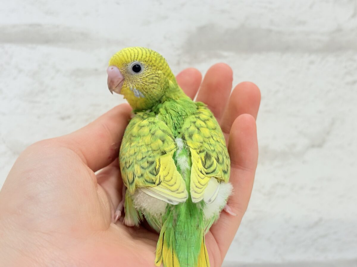 【最新画像更新🪄】新緑カラー🌿💚セキセイインコ(スパングル) ヒナ セキセイインコ