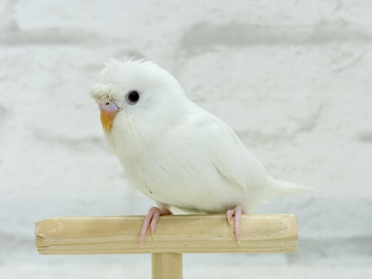 【最新画像・動画更新🪄もうすぐひとり餌☆】1度見たら忘れられない🐣🌀🤍梵天セキセイインコ(アルビノ) ヒナ 梵天セキセイインコ