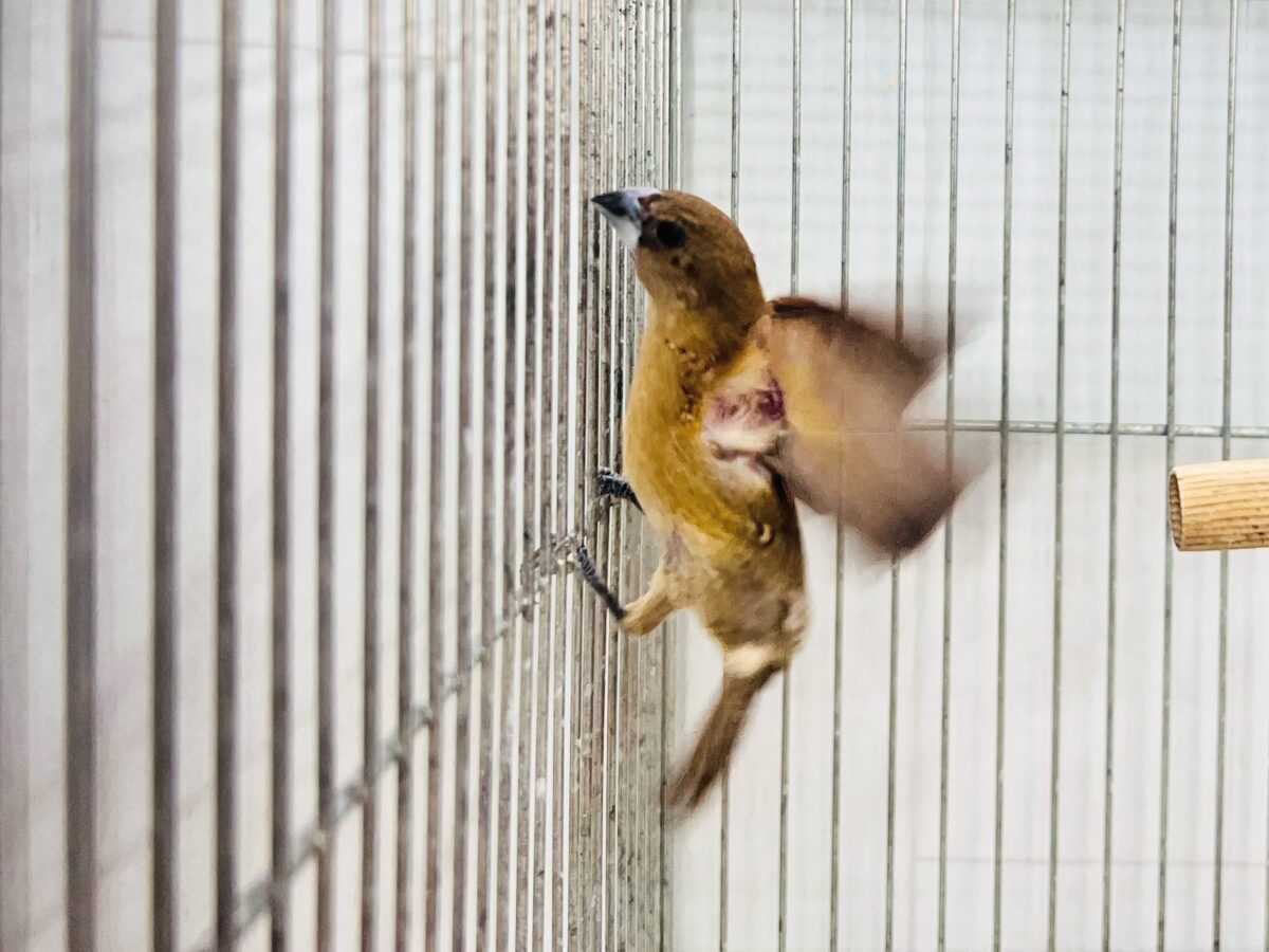 かなりマニアックなフィンチ♡シマキンパラ初入舎です! シマキンパラ