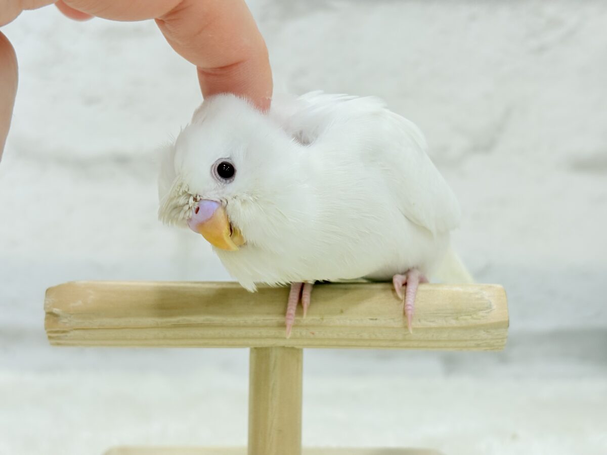 【最新画像・動画更新🪄もうすぐひとり餌☆】1度見たら忘れられない🐣🌀🤍梵天セキセイインコ(アルビノ) ヒナ 梵天セキセイインコ