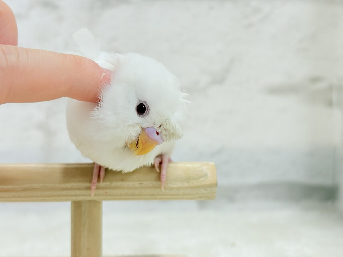 【最新画像・動画更新🪄もうすぐひとり餌☆】1度見たら忘れられない🐣🌀🤍梵天セキセイインコ(アルビノ) ヒナ 梵天セキセイインコ