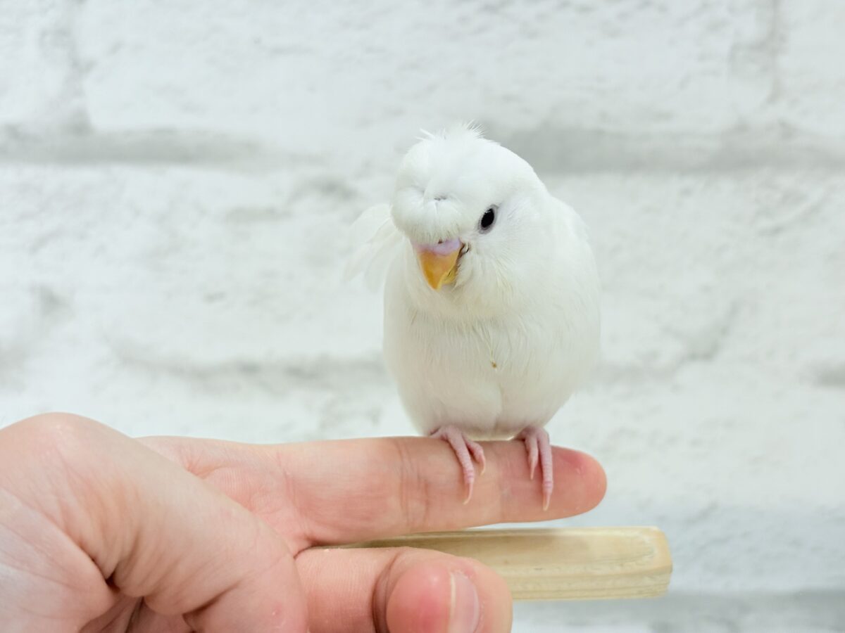 【最新画像・動画更新🪄もうすぐひとり餌☆】1度見たら忘れられない🐣🌀🤍梵天セキセイインコ(アルビノ) ヒナ 梵天セキセイインコ