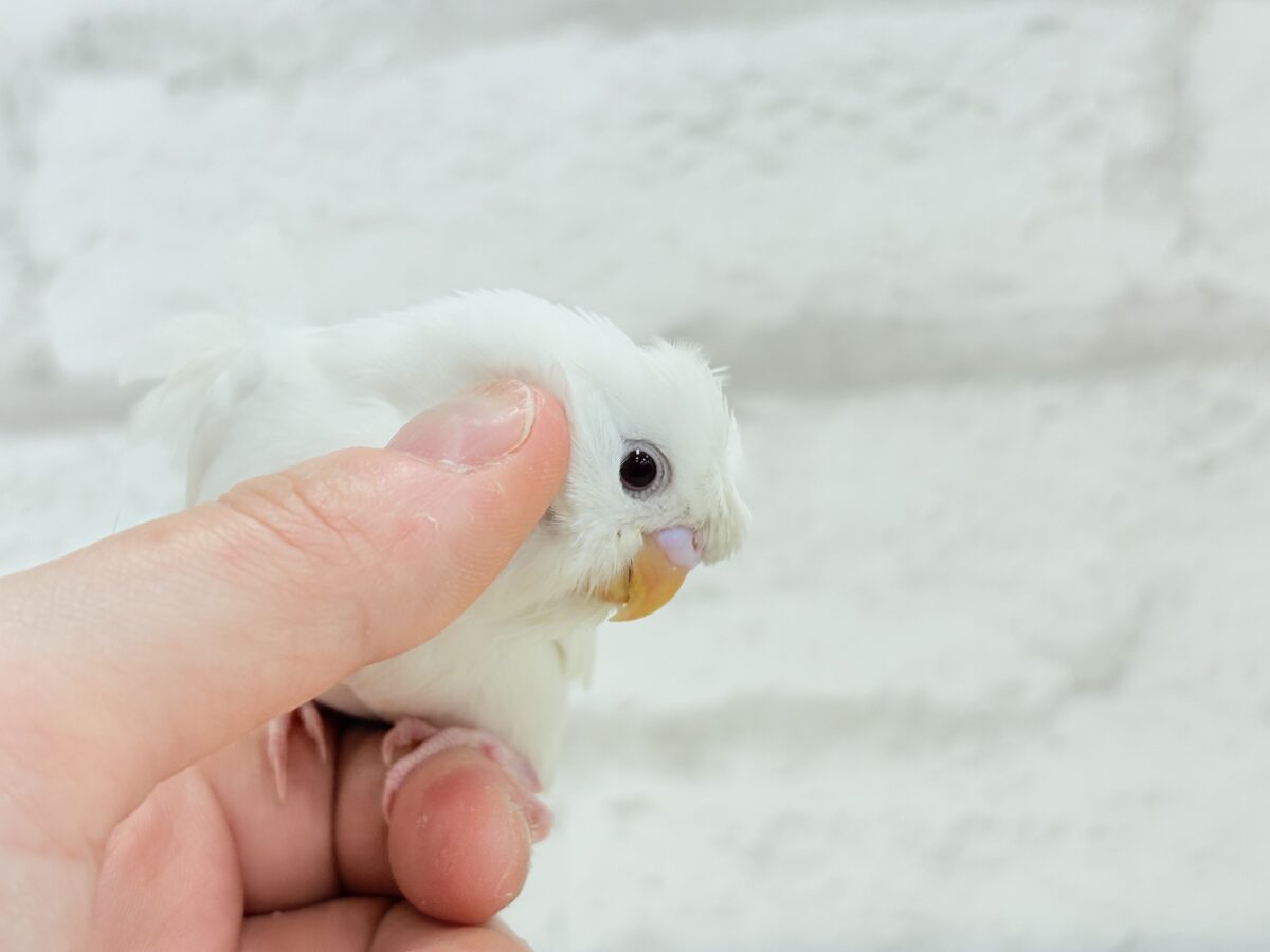【最新画像・動画更新🪄もうすぐひとり餌☆】1度見たら忘れられない🐣🌀🤍梵天セキセイインコ(アルビノ) ヒナ 梵天セキセイインコ