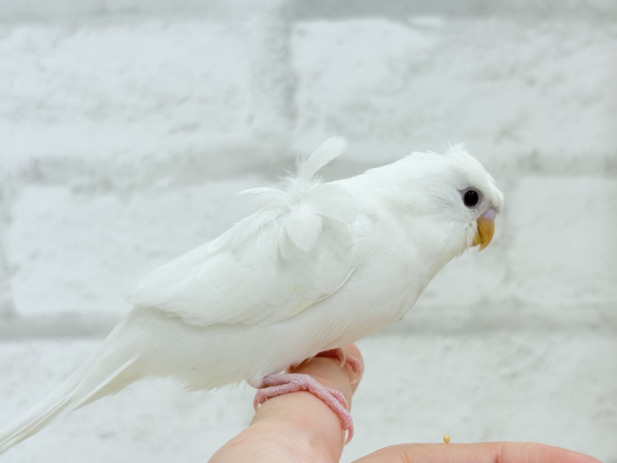 【最新画像・動画更新🪄もうすぐひとり餌☆】1度見たら忘れられない🐣🌀🤍梵天セキセイインコ(アルビノ) ヒナ 梵天セキセイインコ