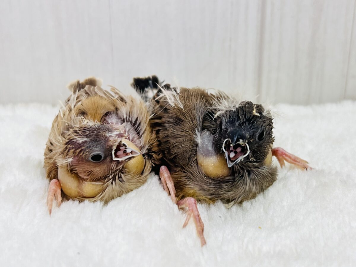 ふわふわな綿毛のツノ〜🫎キンカ鳥の雛が入舎しています! 錦花鳥(キンカチョウ)
