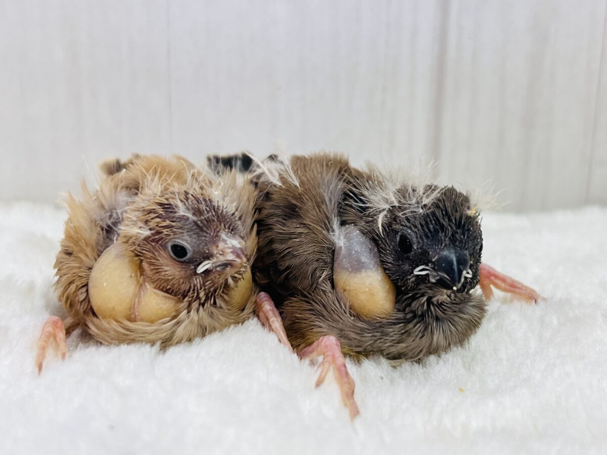 キャラメル色🧡日々眠気との戦い💤キンカ鳥のフォーンの雛入舎です🌟 錦花鳥(キンカチョウ)