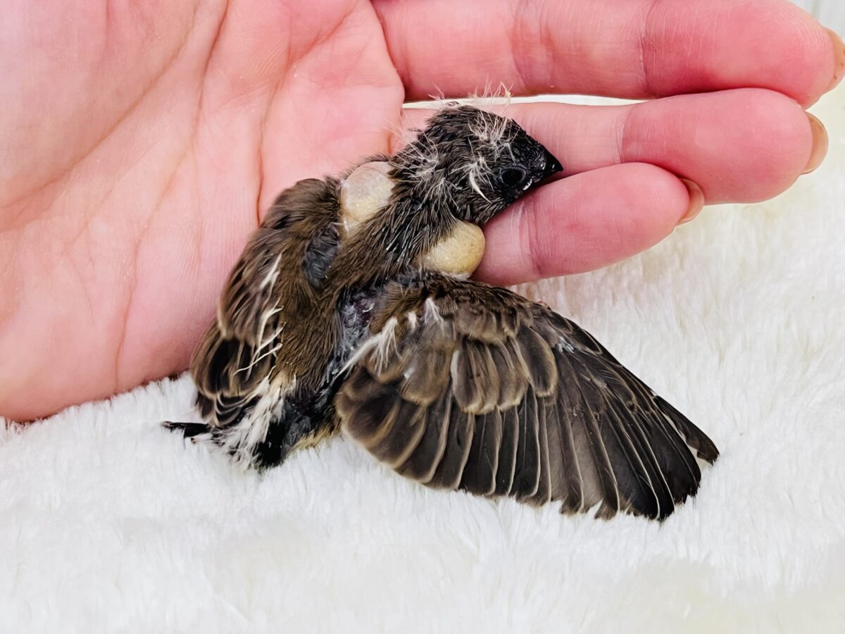ふわふわな綿毛のツノ〜🫎キンカ鳥の雛が入舎しています! 錦花鳥(キンカチョウ)