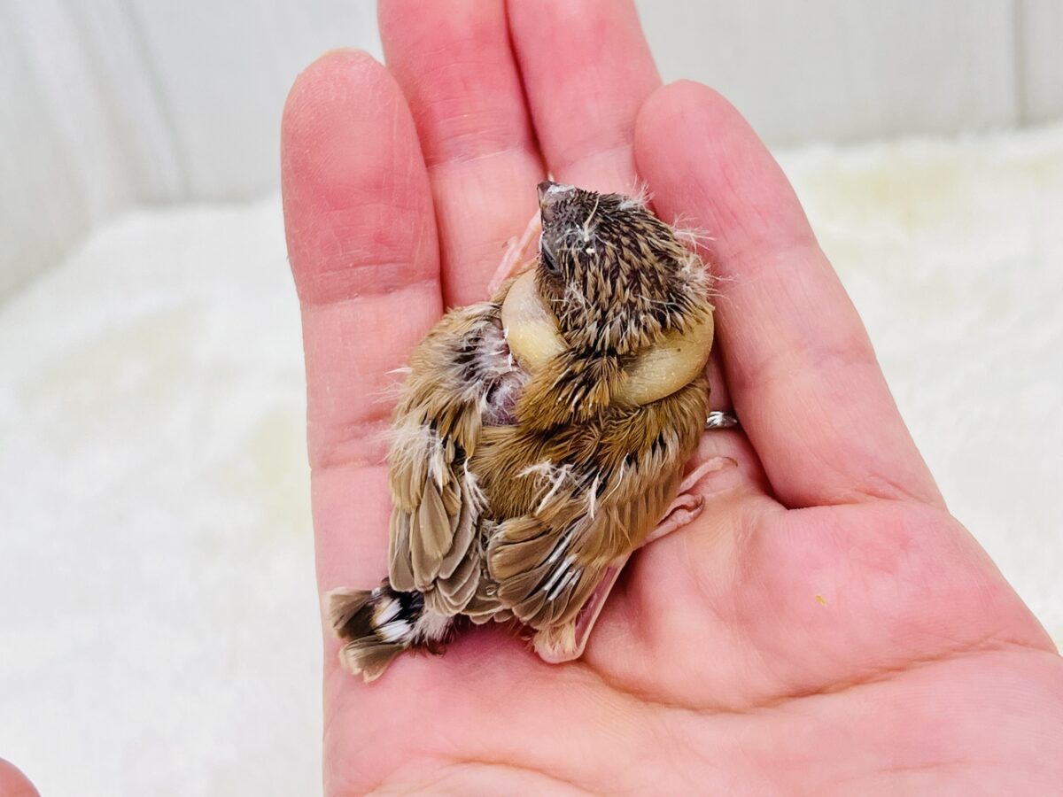 キャラメル色🧡日々眠気との戦い💤キンカ鳥のフォーンの雛入舎です🌟 錦花鳥(キンカチョウ)