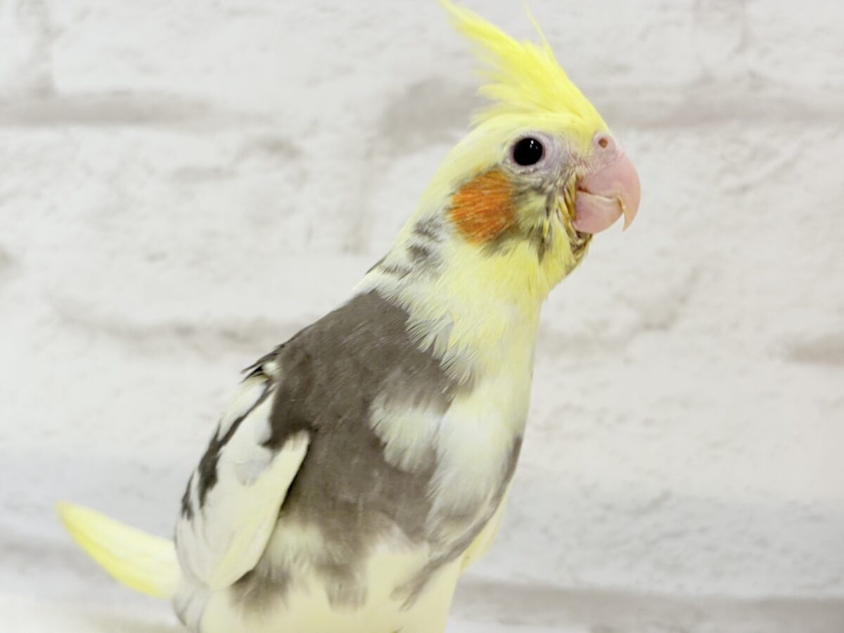 【最新画像更新🪄】優しいお顔のオカメちゃん♬*°オカメインコ(パイド) ヒナ オカメインコ
