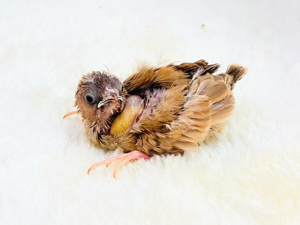 錦花鳥（キンカチョウ）