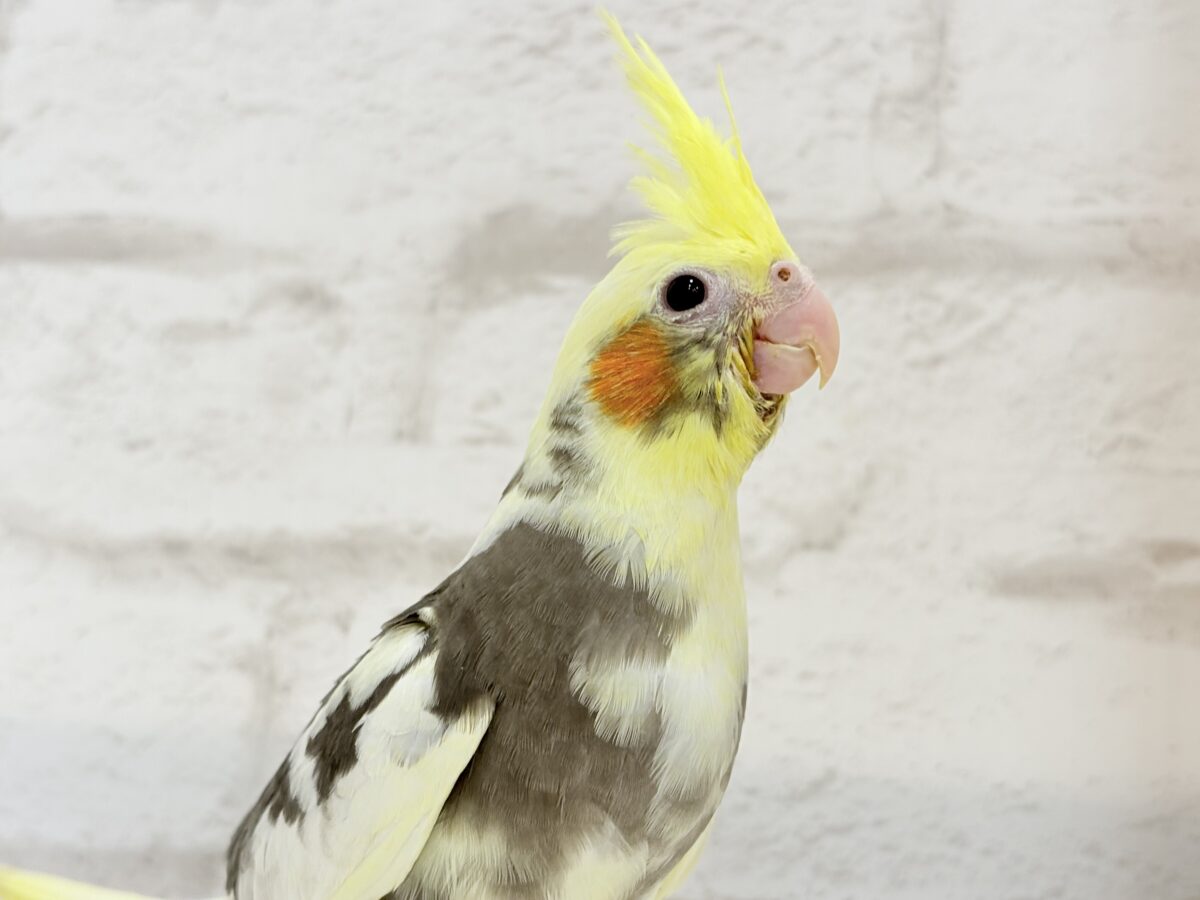 オカメインコ