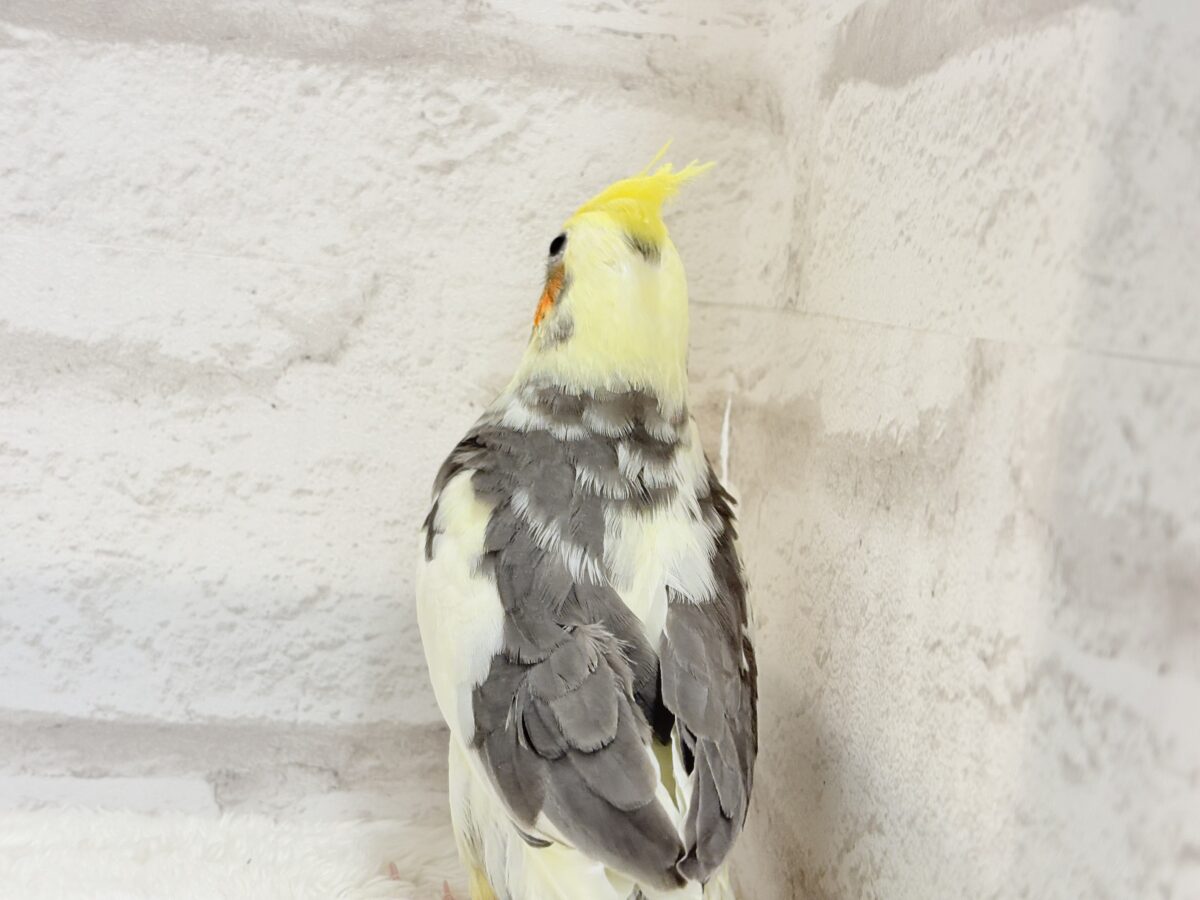 【最新画像更新🪄】優しいお顔のオカメちゃん♬*°オカメインコ(パイド) ヒナ オカメインコ