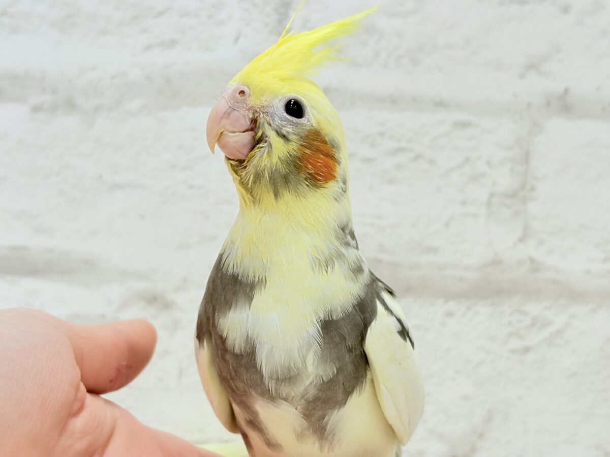 【最新画像更新🪄】優しいお顔のオカメちゃん♬*°オカメインコ(パイド) ヒナ オカメインコ