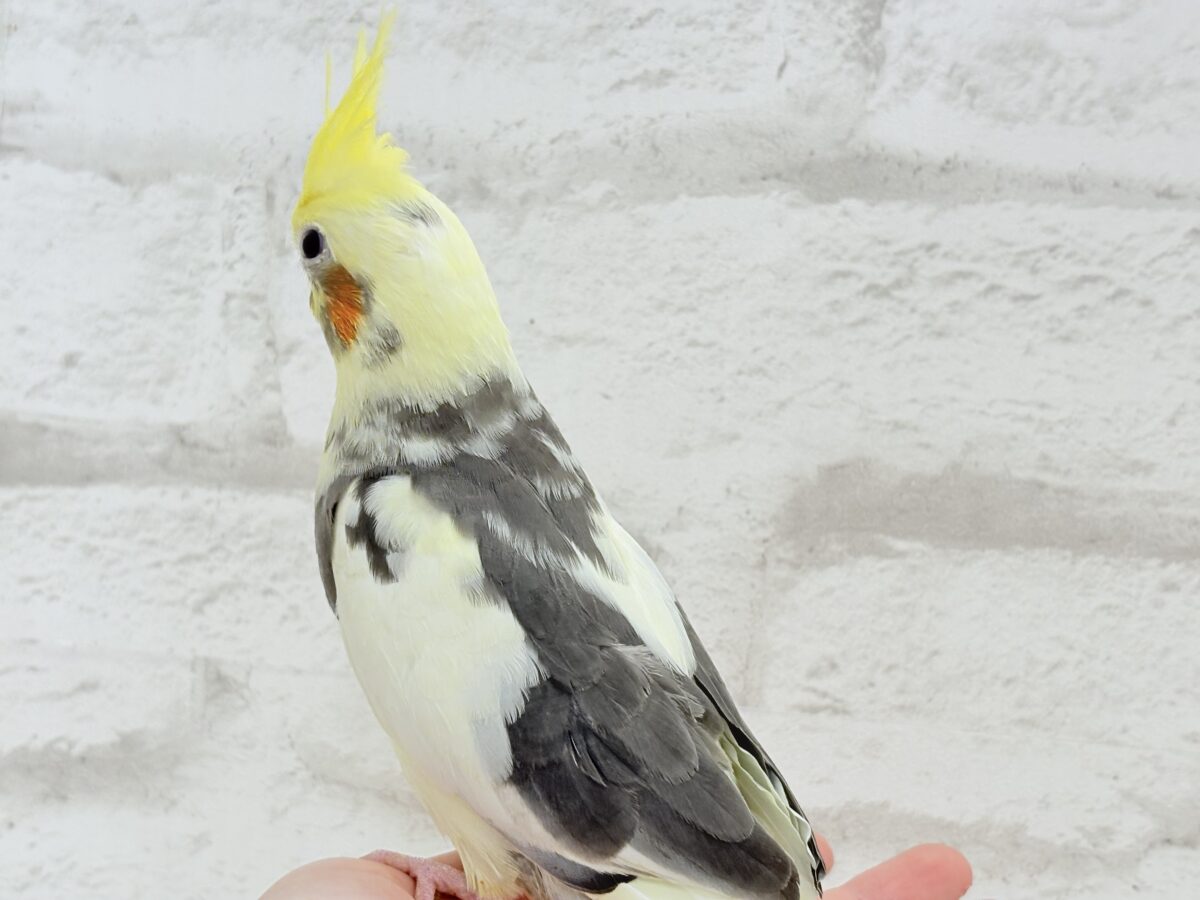 オカメインコ