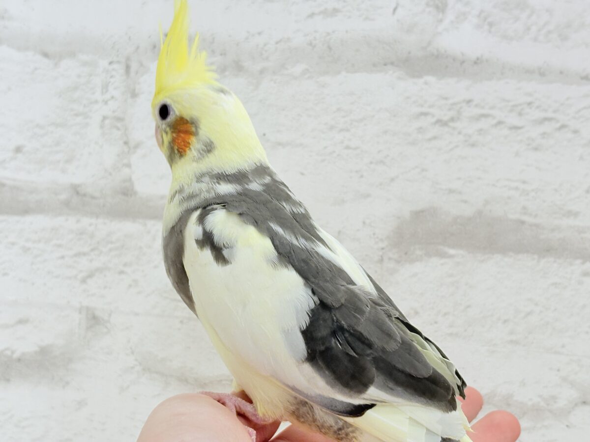 オカメインコ