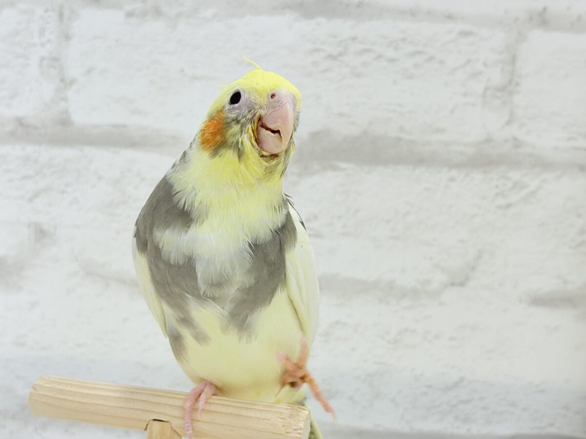 オカメインコ