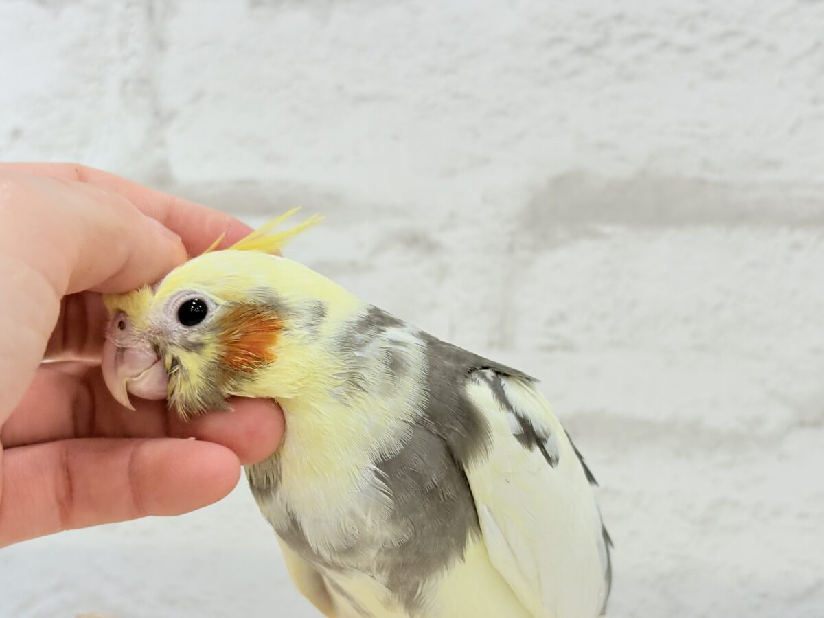 オカメインコ