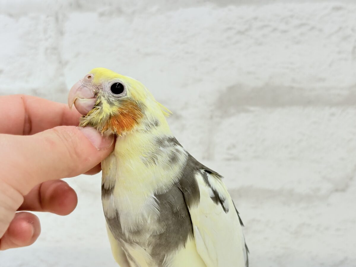 【最新画像更新🪄】優しいお顔のオカメちゃん♬*°オカメインコ(パイド) ヒナ オカメインコ